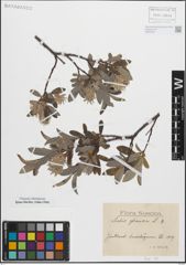 Foto von Salix glauca L.
